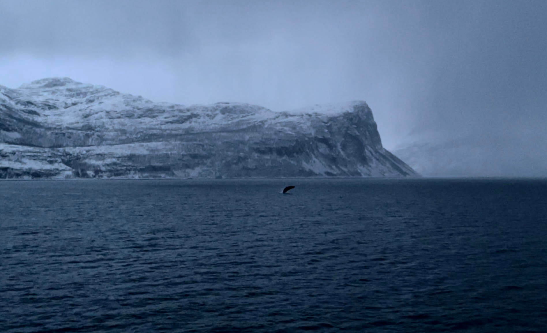 Ultiem Lapland - springende walvis - Christoffel Travel