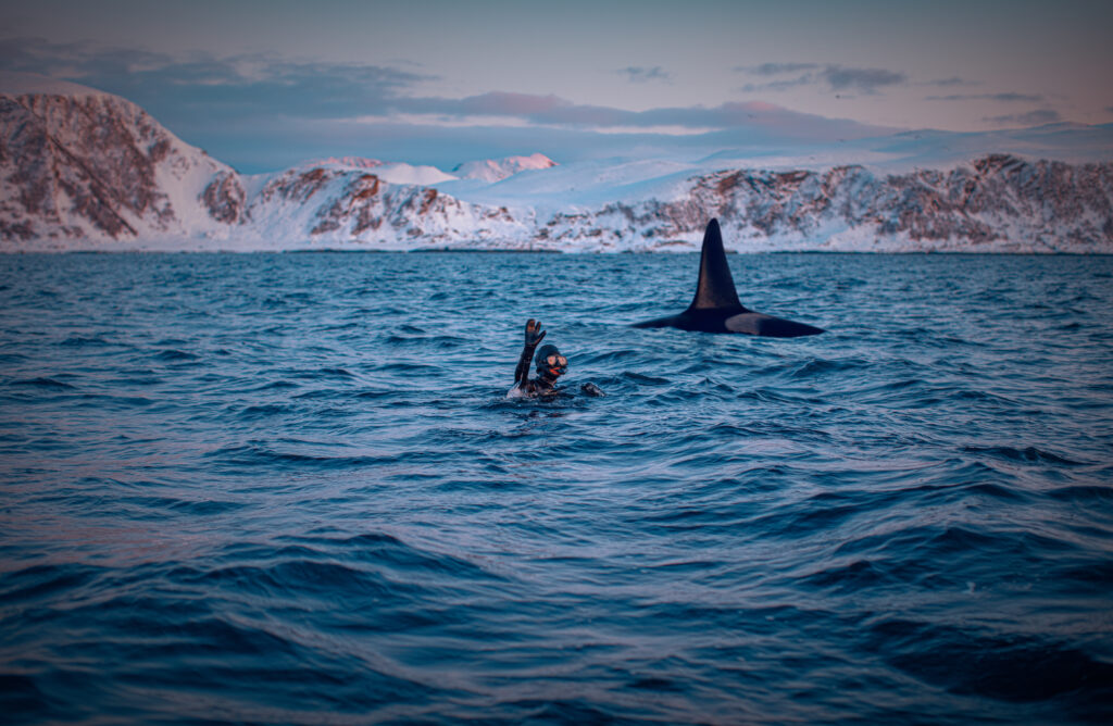 Snorkelen met orka's in Noorwegen - Christoffel Travel