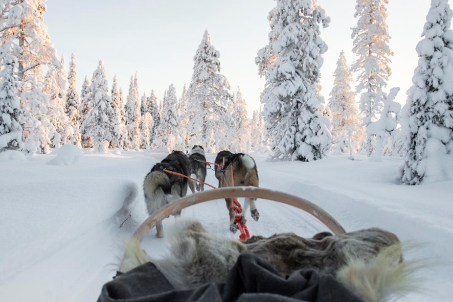 Huskysafari Fins Lapland - Christoffel Travel