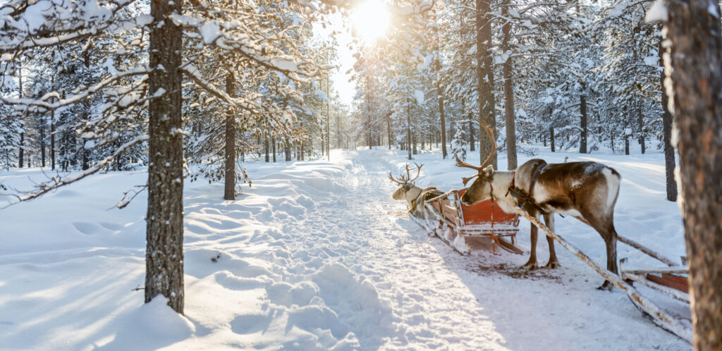 Rendieren Lapland - Christoffel Travel