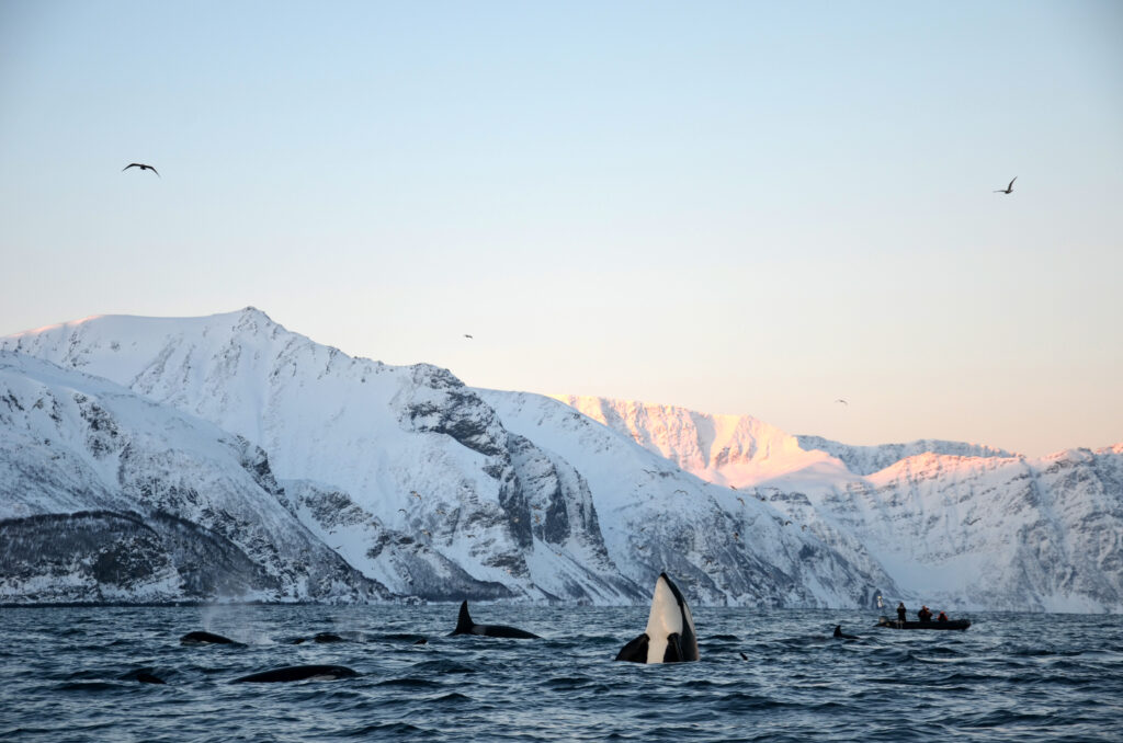 Lyngen Noorwegen - orka's spotten - Christoffel Travel