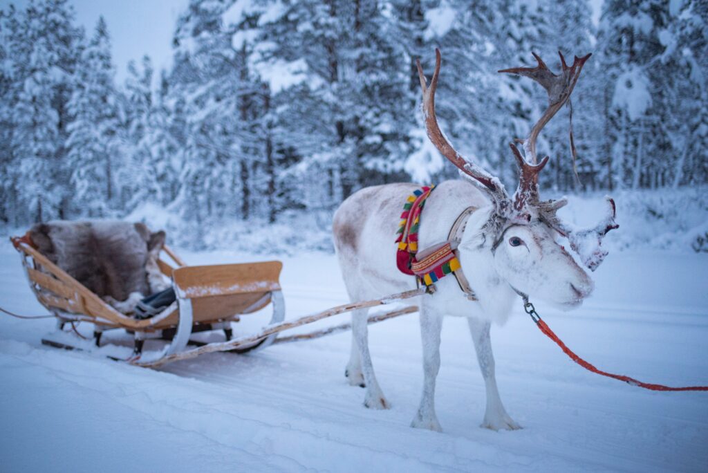 Rendiersledetocht Fins Lapland - Christoffel Travel