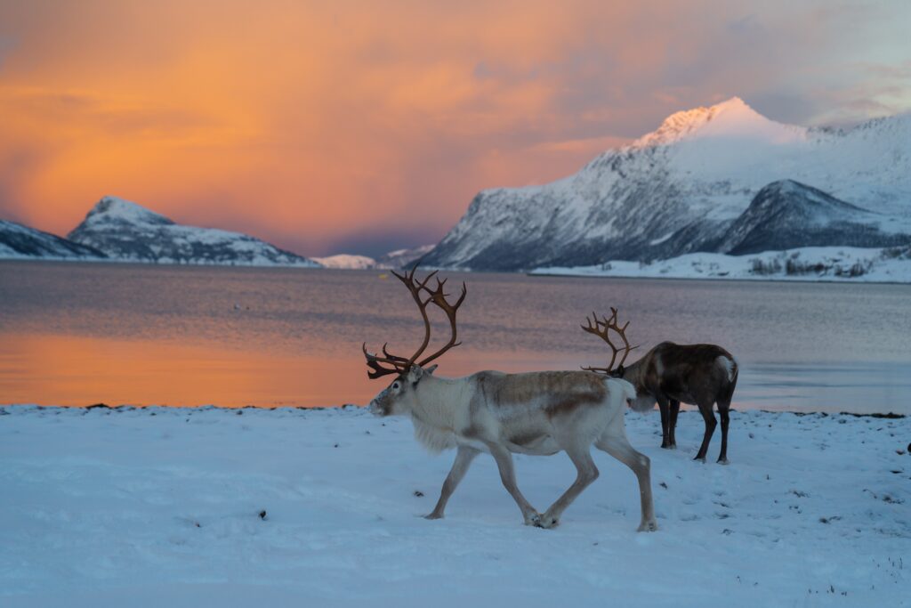 Noors Lapland - rendieren - vakantie Lapland - Christoffel Travel