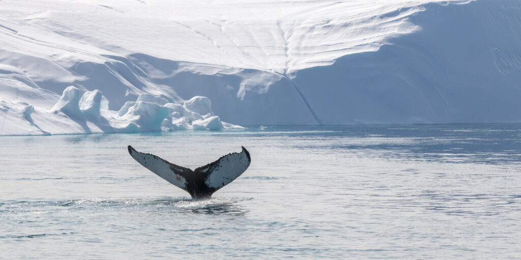 walvis-groenland-vakantie-reizen-christoffel-travel