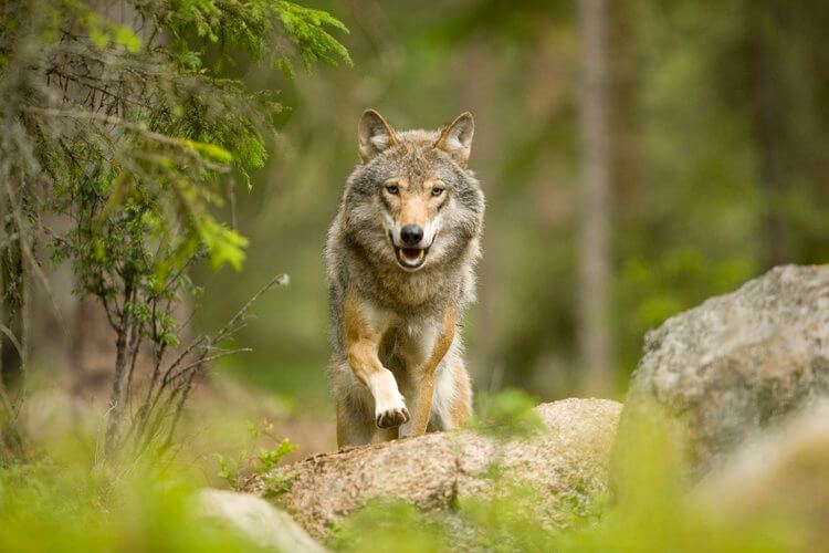 zweden-wolf