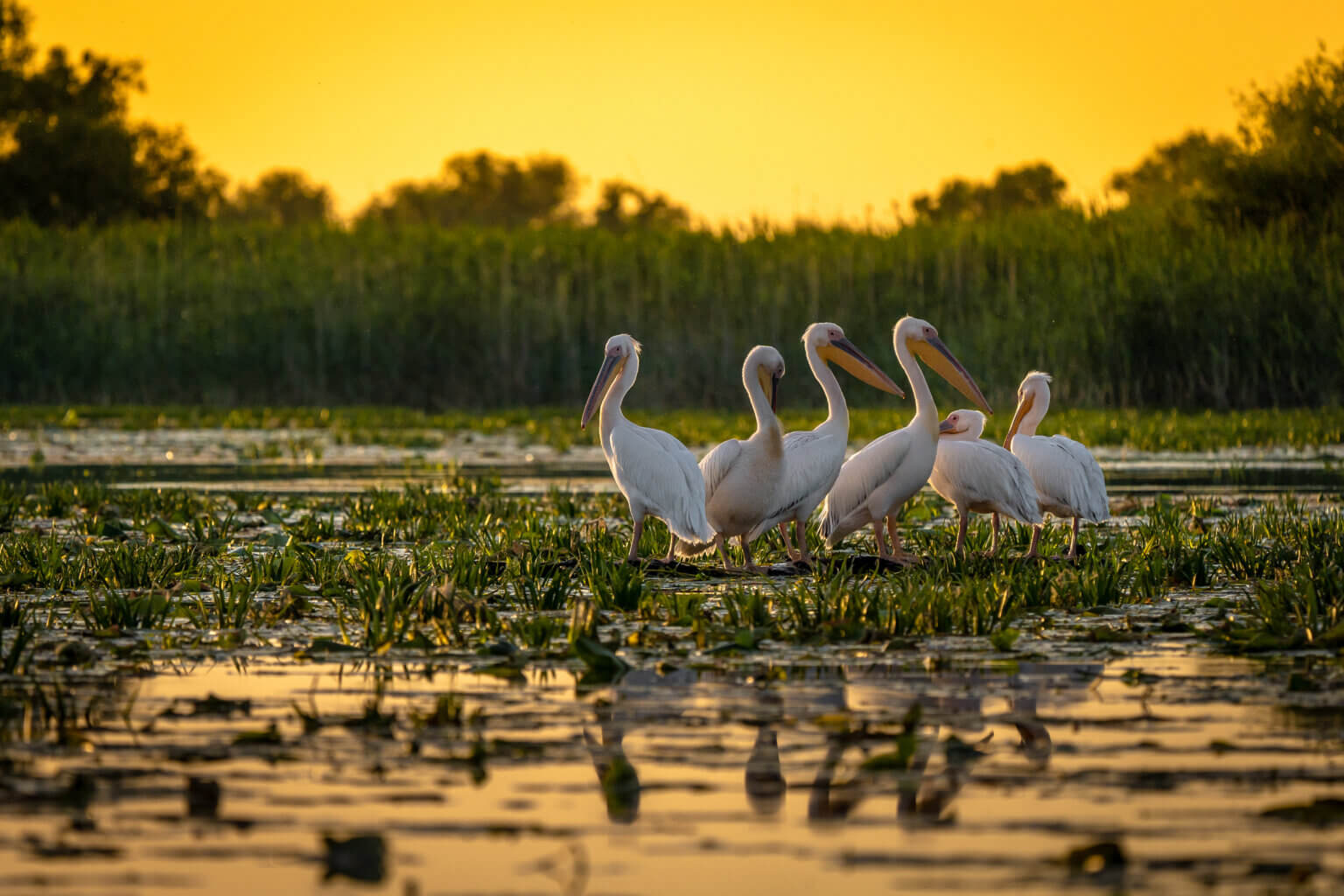 Pelicans,At,Sunset,In,Danube,Delta,,Romania