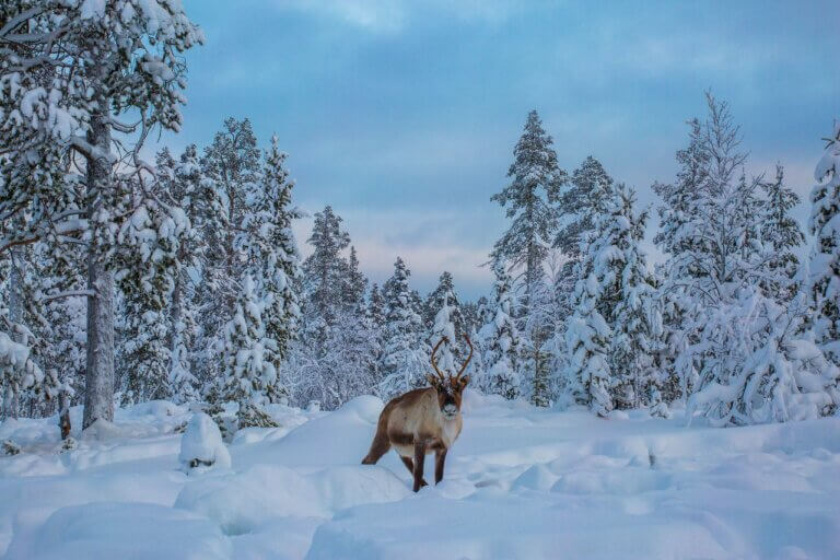 Rendier - Inari - Finland - Christoffel Travel