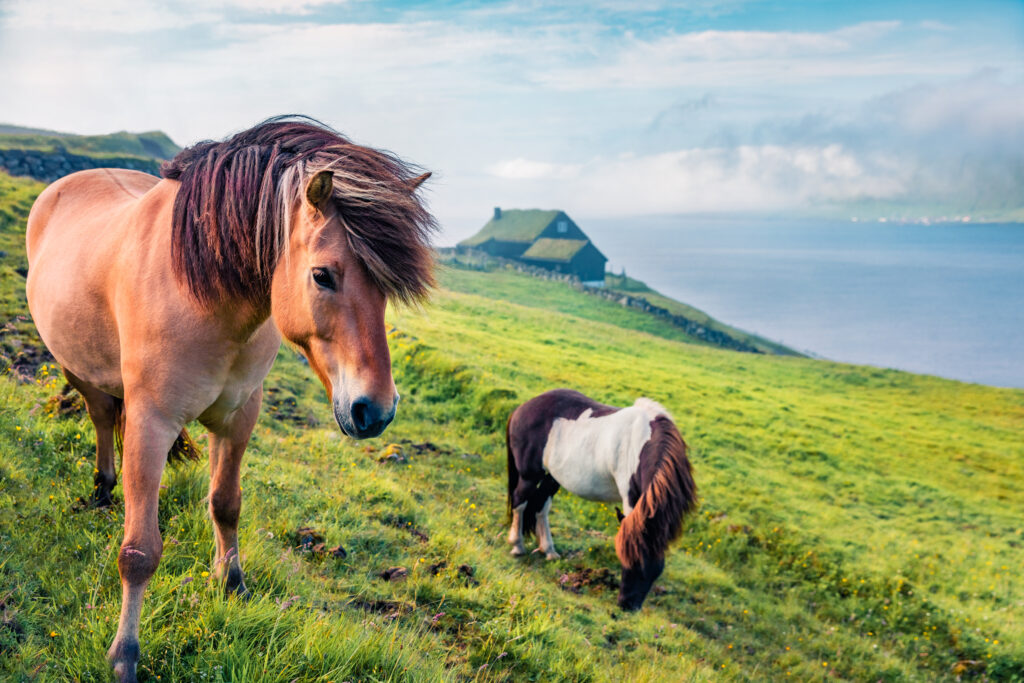 Faeröer eilanden - reizen - paarden - Christoffel Travel