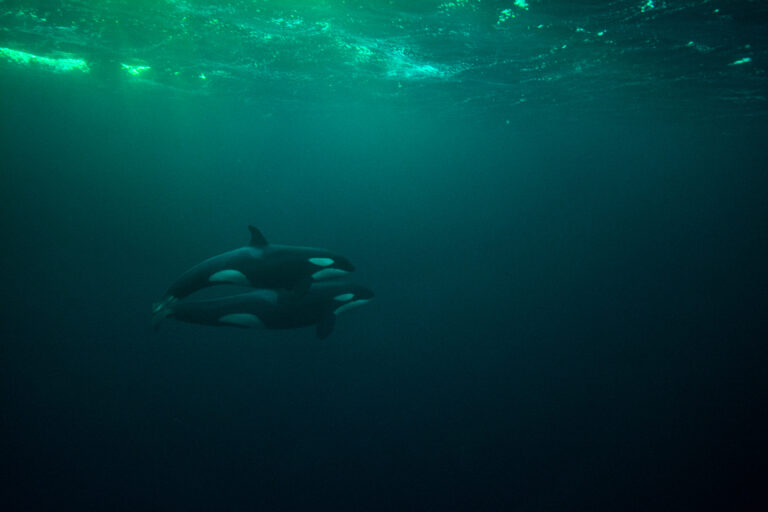 Snorkelen met orka's in Noorwegen - Christoffel Travel