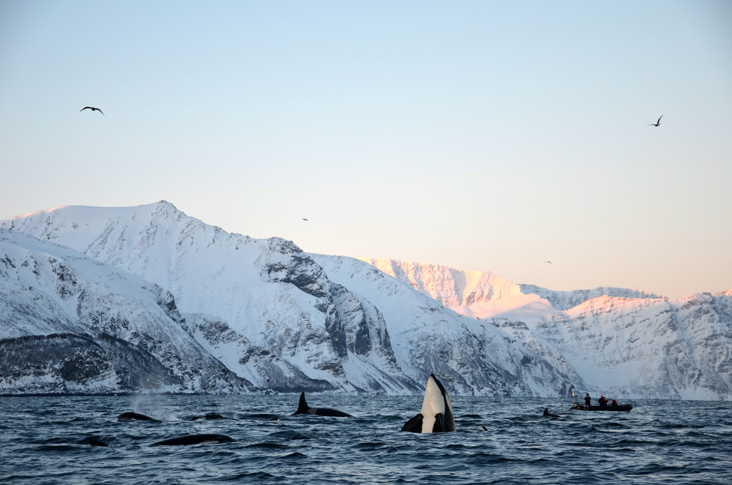 Lyngen Noorwegen - orka's spotten - Christoffel Travel