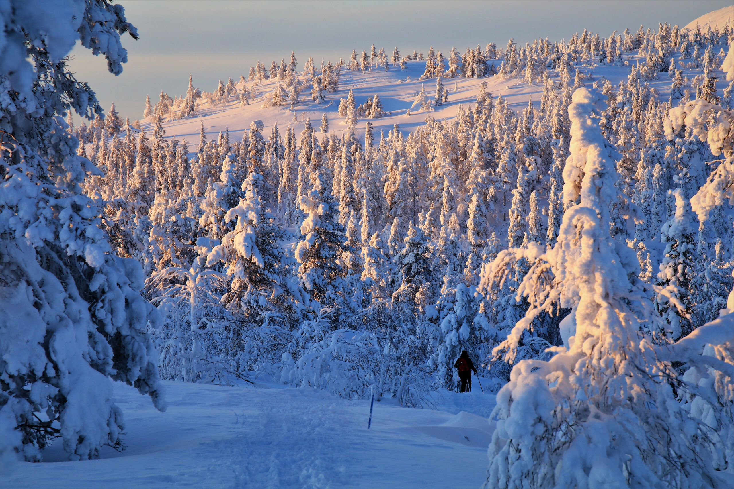 yhä-Luosto National Park - Fins Lapland - Christoffel Travel