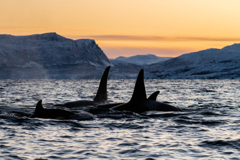 Walvissen spotten in Lyngen - Noorwegen - Christoffel Travel