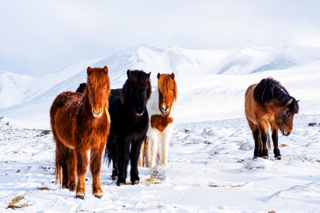 paarden-ijsland-winter-vakantie-christoffel