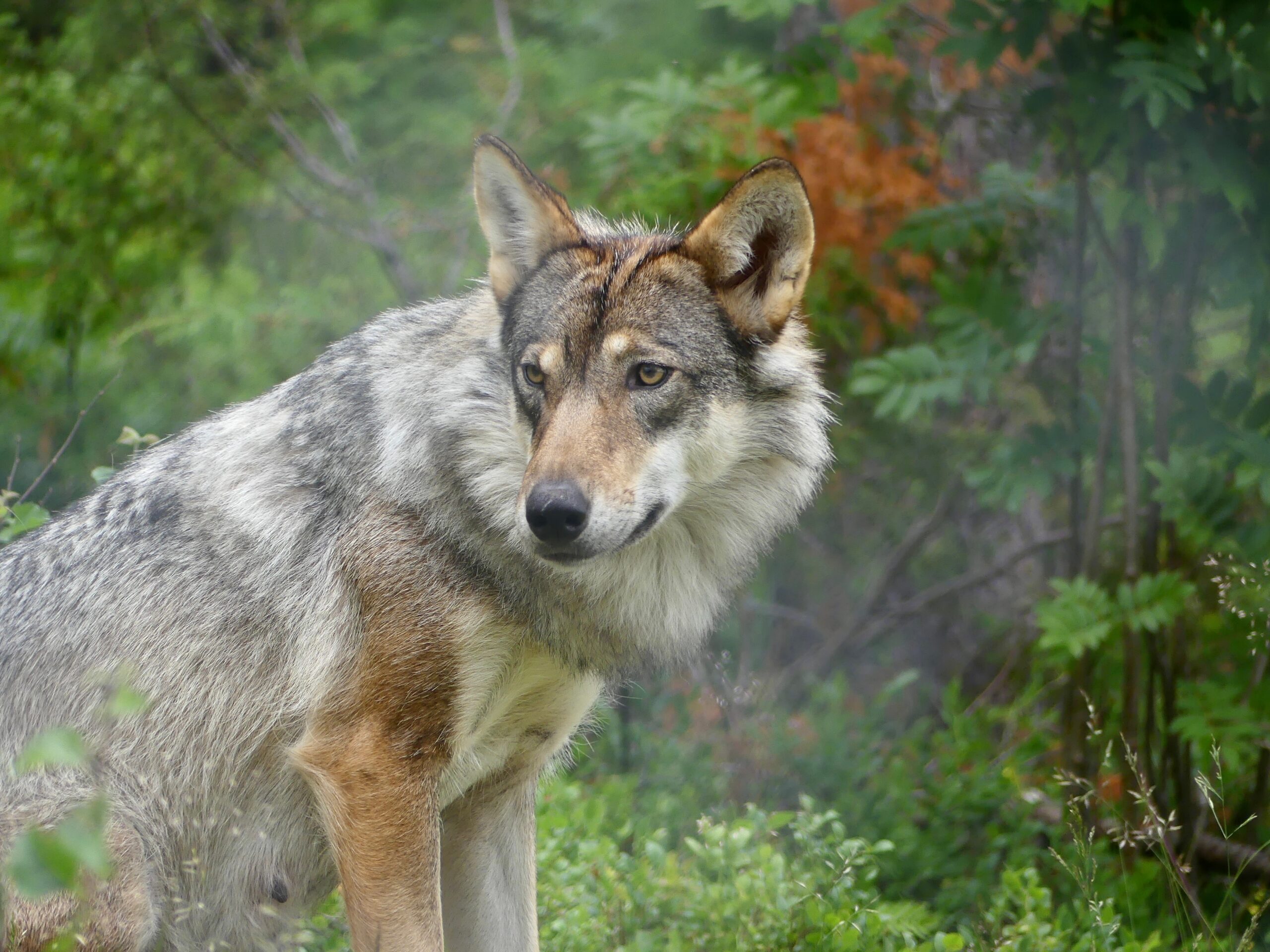wolf - wildlife reis - zweden vakantie - Christoffel Travel
