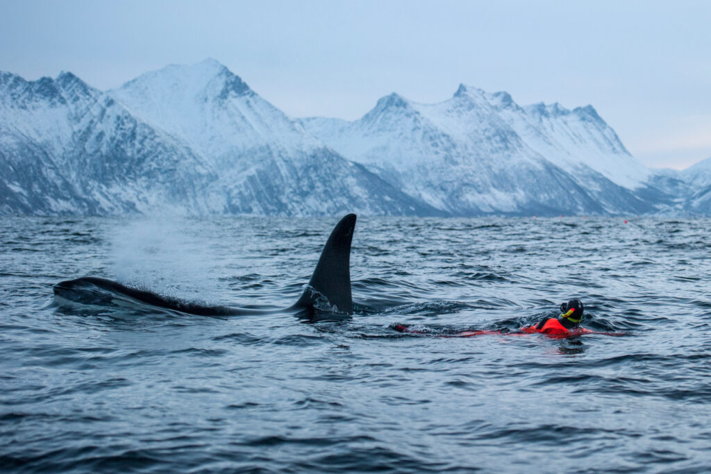 snorkelen-met-orkas-noorwegen-vakantie-reizen-christoffel-travel