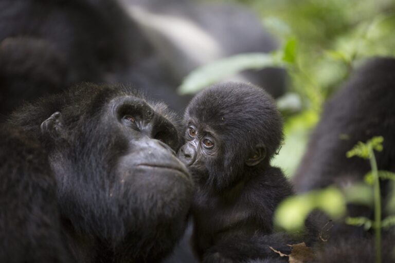 Tedere kus van een baby-berggorilla aan zijn moeder in Volcanoes National Park, Rwanda – een ontroerend wildlife-moment vastgelegd met Christoffel Travel