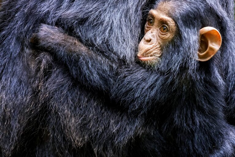 Een jonge chimpansee klampt zich vast aan zijn moeder in Kibale National Park, Oeganda – unieke wildlife-ervaring met Christoffel Travel