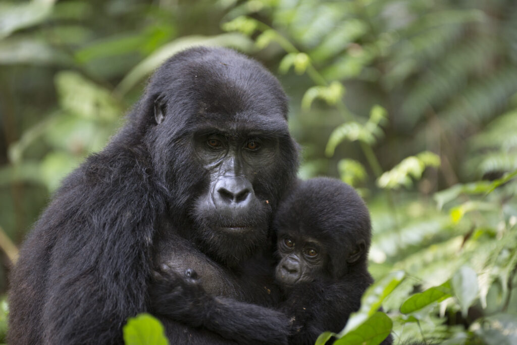 Indrukwekkend portret van een vrij rondlopende berggorilla in Rwanda – een unieke natuurervaring met Christoffel Travel