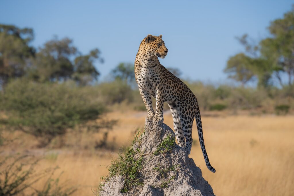 Luipaard gespot tijdens een safari in Botswana – met Christoffel Travel