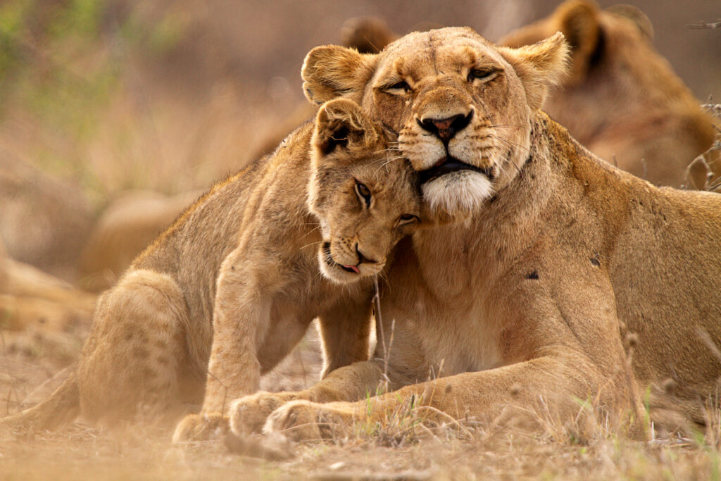 Intiem moment tussen een leeuwin en haar welp in Krugerpark, Zuid-Afrika – vastgelegd tijdens een safari van Christoffel Travel