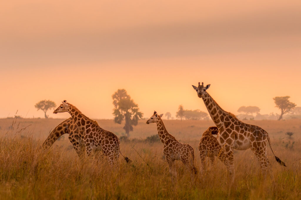 Rothschildgiraffe bij zonsopgang in Murchison Falls National Park – majestueus safari-ochtendmoment in Oeganda met Christoffel Travel