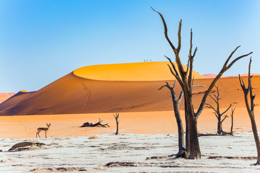 pringbok tussen de oranje duinen van Sossusvlei in Deadvlei – een elegant moment in Namibië met Christoffel Travel