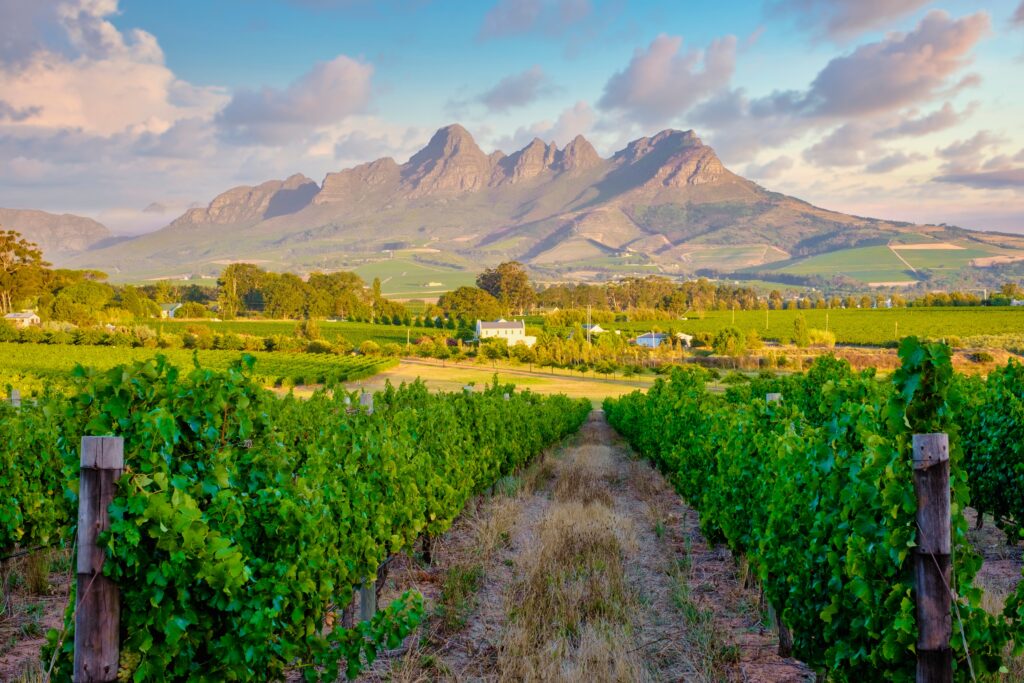 Zonsondergang boven de wijngaarden van Stellenbosch, met bergen op de achtergrond – Zuid-Afrika met Christoffel Travel
