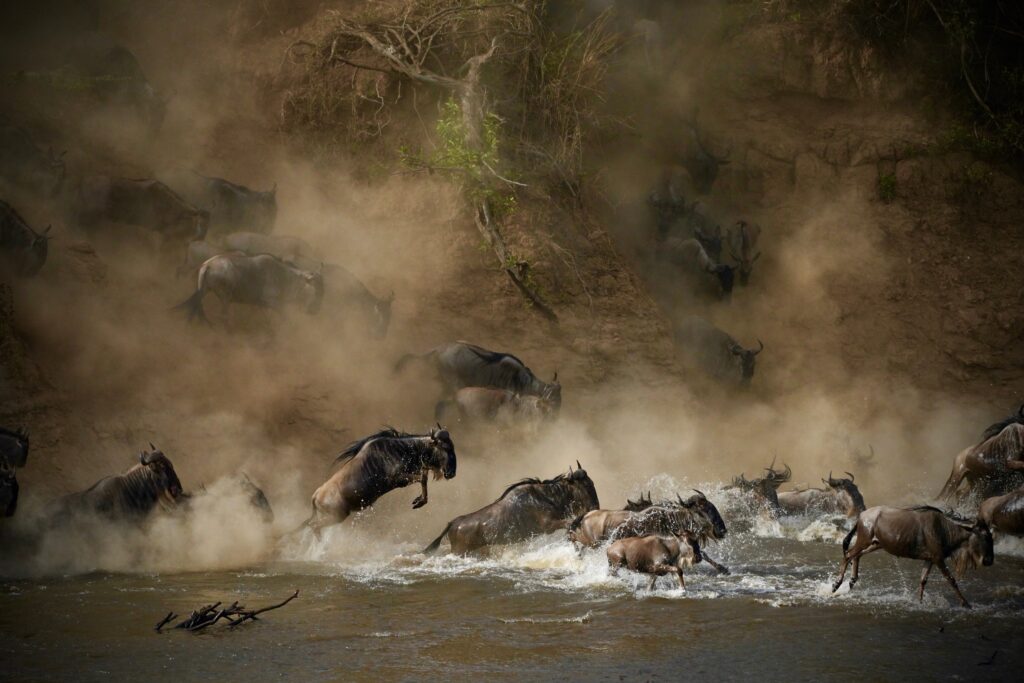 Wildebeesten steken de Mara River over tijdens de Grote Migratie in de Masai Mara, Kenia – vastgelegd tijdens een safari met Christoffel Travel