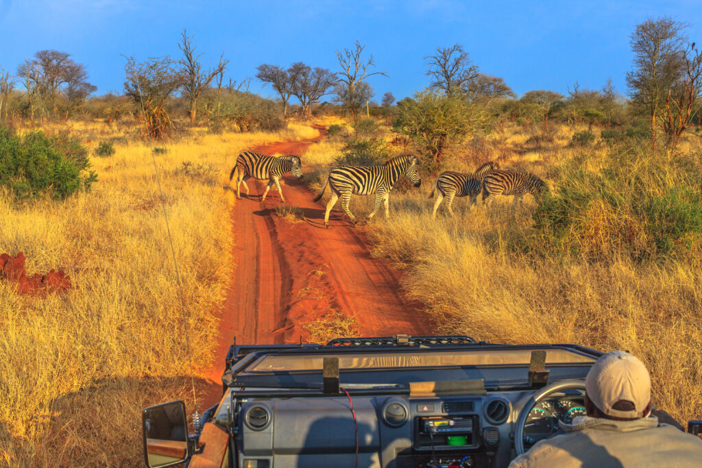 Zebra’s op safari in Madikwe Game Reserve, Zuid-Afrika – een exclusieve ervaring met Christoffel Travel