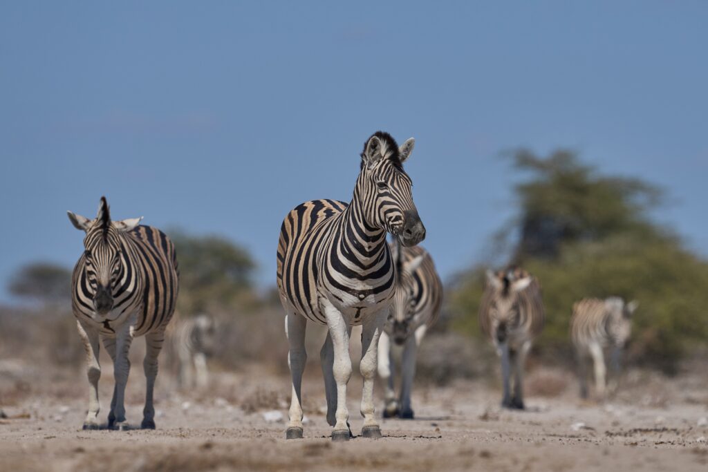 Burchell-zebra’s bij een waterpoel in Onguma Reserve bij Etosha – wildobservatie in Namibië met Christoffel Travel