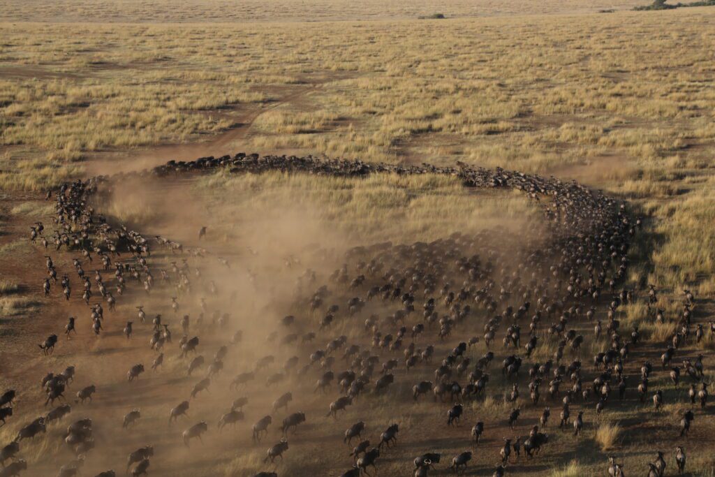 Christoffel Travel – de grote trek van wildebeesten in Afrika, gezien vanuit een luchtballon.
