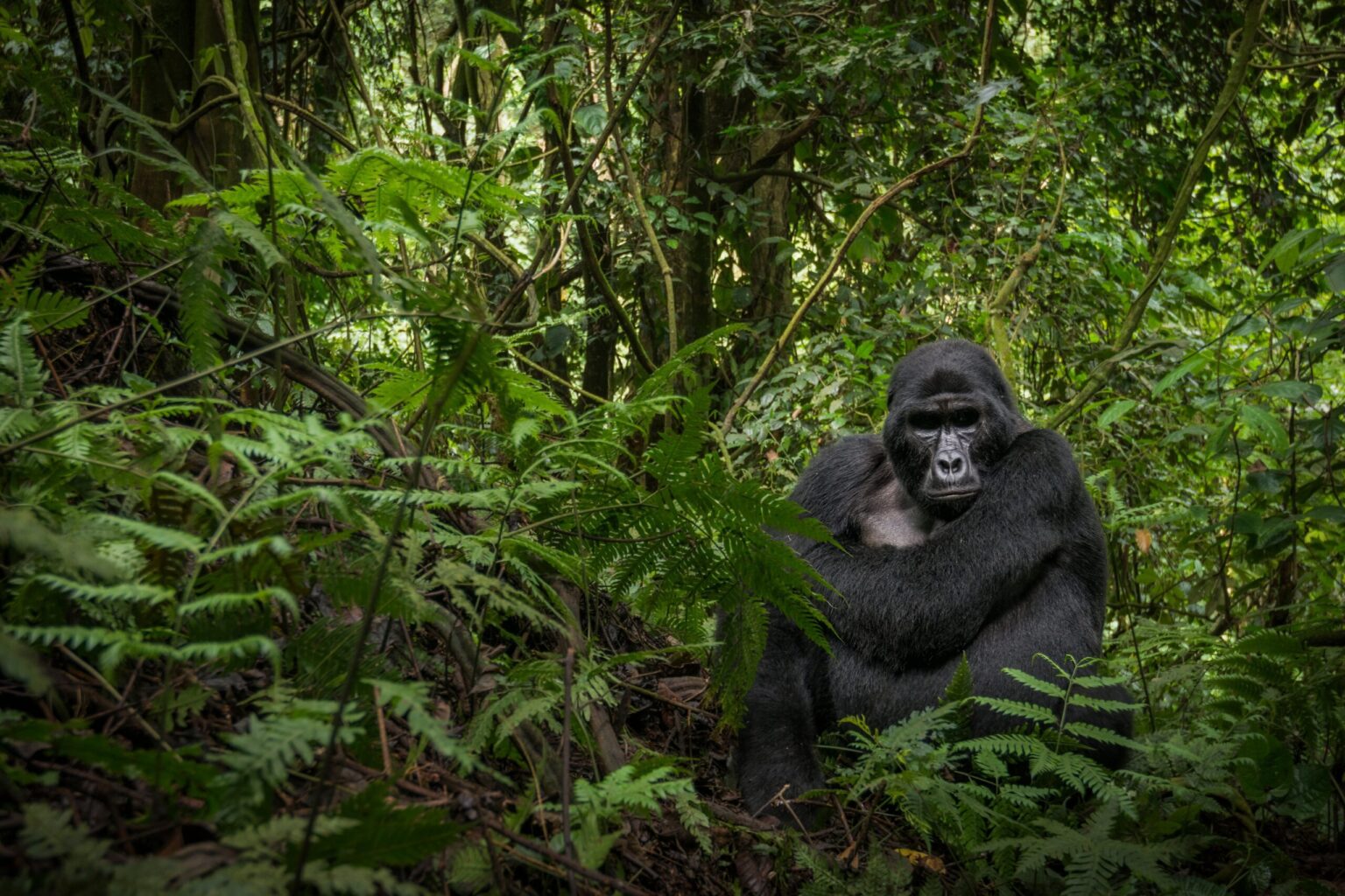 berggorilla-bwindi-uganda-christoffel-travel-scaled.jpg