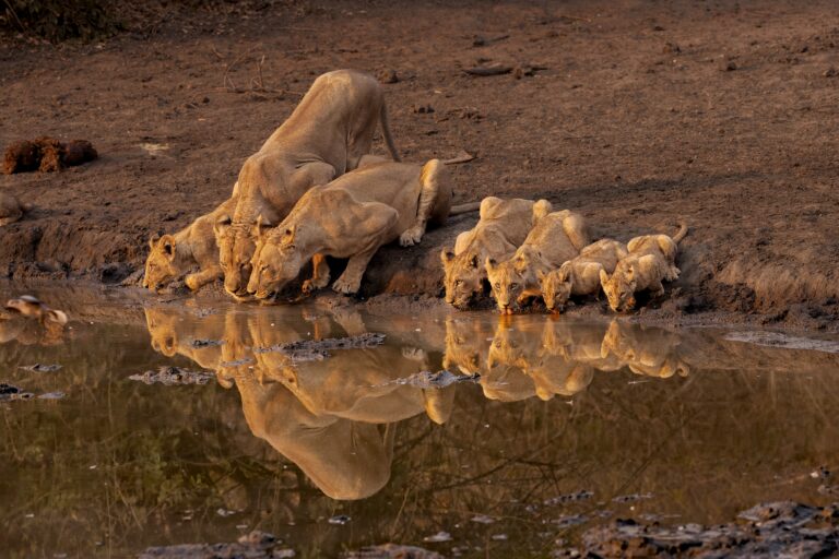 Leeuwen drinken in een waterpoel in het zachte licht van Mana Pools National Park, Zimbabwe – een magisch moment vastgelegd tijdens een luxe safari met Christoffel Travel.