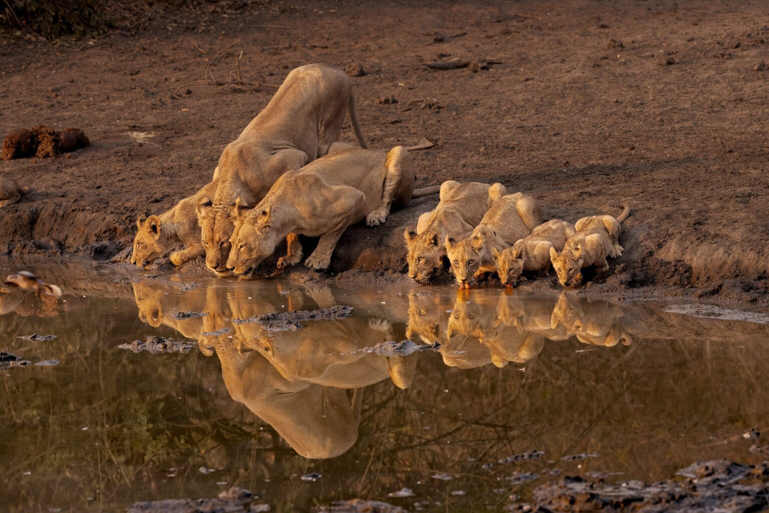 drinkende-leeuwen-mana-pools-zimbabwe-christoffel-travel-scaled.jpg