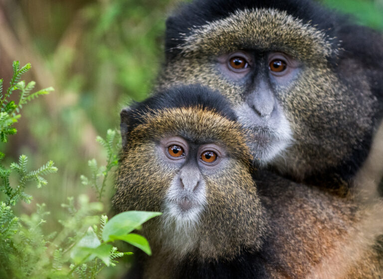 Moeder en baby golden monkey in Volcanoes National Park – bijzondere primatenervaring met Christoffel Travel