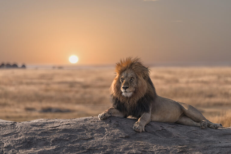 Mannelijke leeuw op een rots tijdens zonsopgang, uitkijkend over zijn territorium in de Afrikaanse savanne.