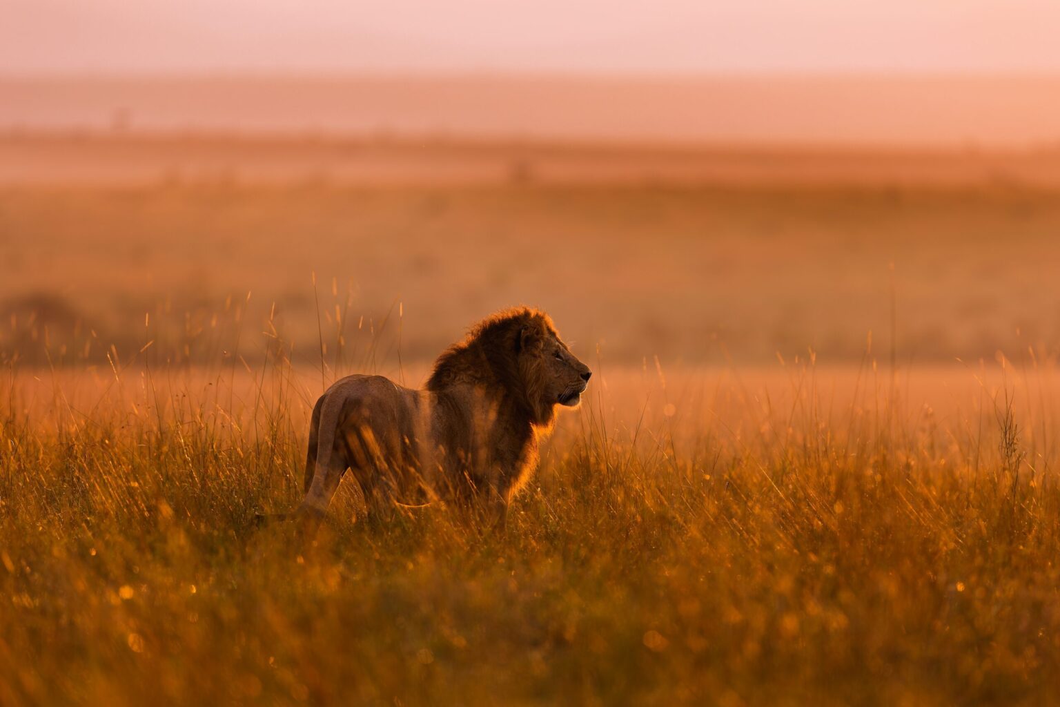 leeuw-savanne-masai-mara-kenia-christoffel-travel-scaled.jpg