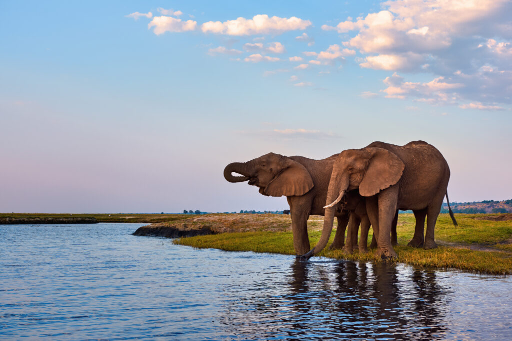 Christoffel Travel – Afrikaanse olifanten drinken water aan de oevers van de Chobe-rivier in Botswana.