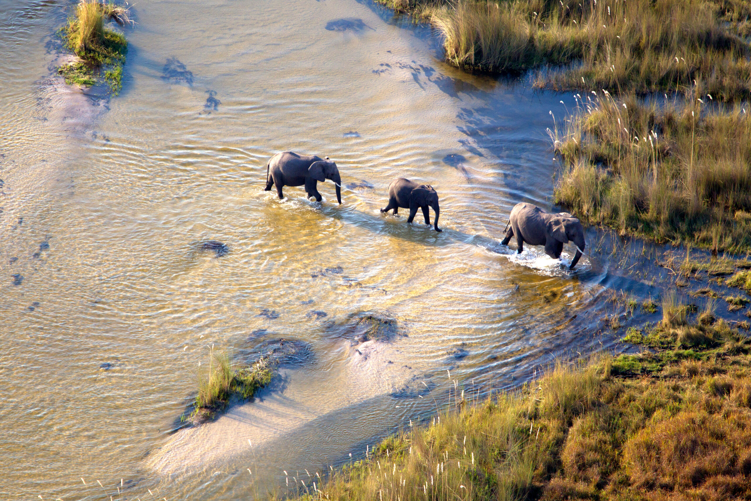 Luchtfoto van een groep Afrikaanse olifanten in de Okavango Delta, Botswana – grazend tussen moerassen en savanne in het Moremi Game Reserve